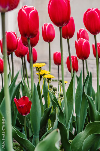 A bunch of yellow dandelions  Taraxacum  among the many red tulips in the city flowerbed  on a blurred background.