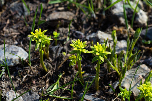 Young small yellow-green flowers.