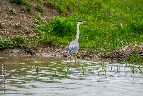 Grey Heron in Delta Danube