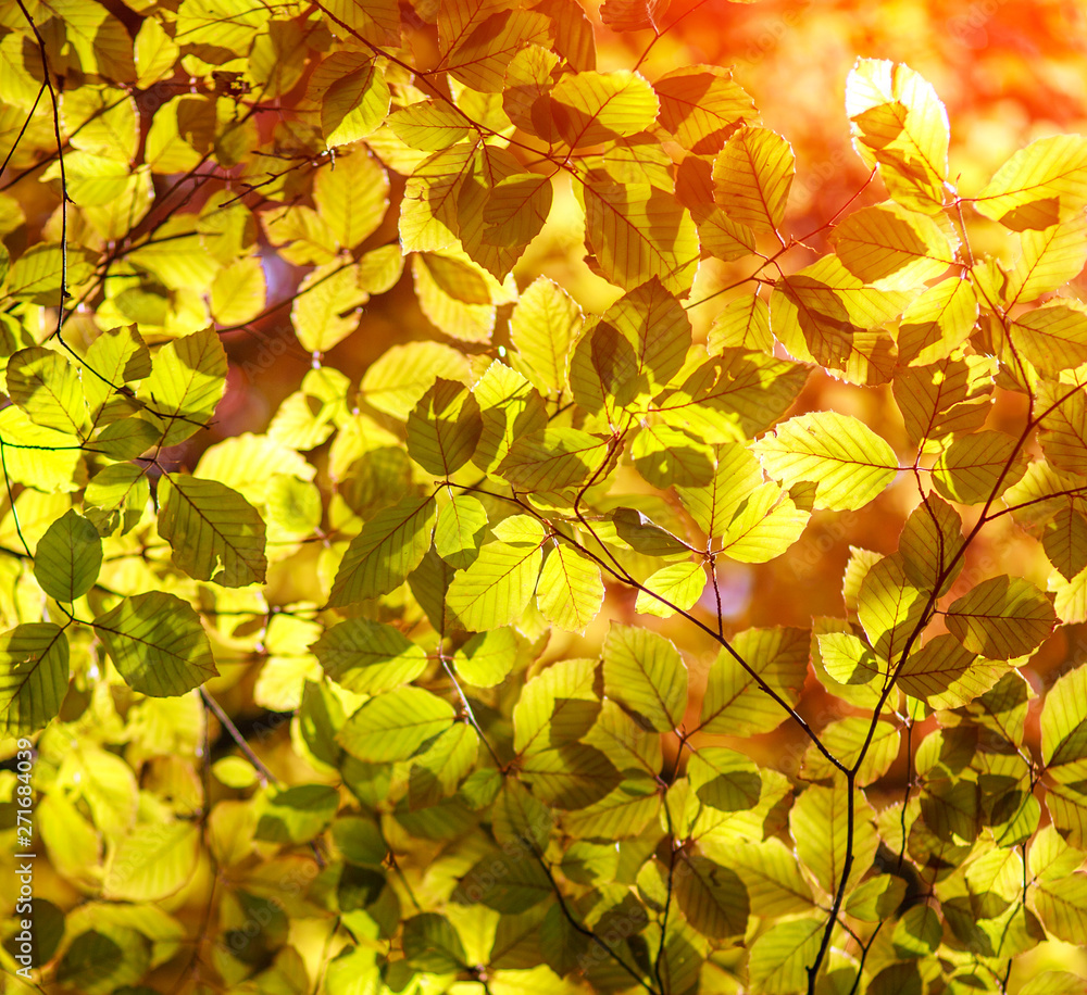Colorful leaves of trees in autumn sunlight beauty nature background Colorful leaves of trees in autumn sunlight beauty nature background