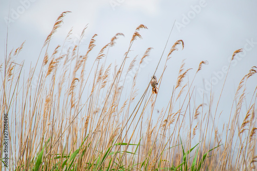 Danube Delta landscape ion the springtimer