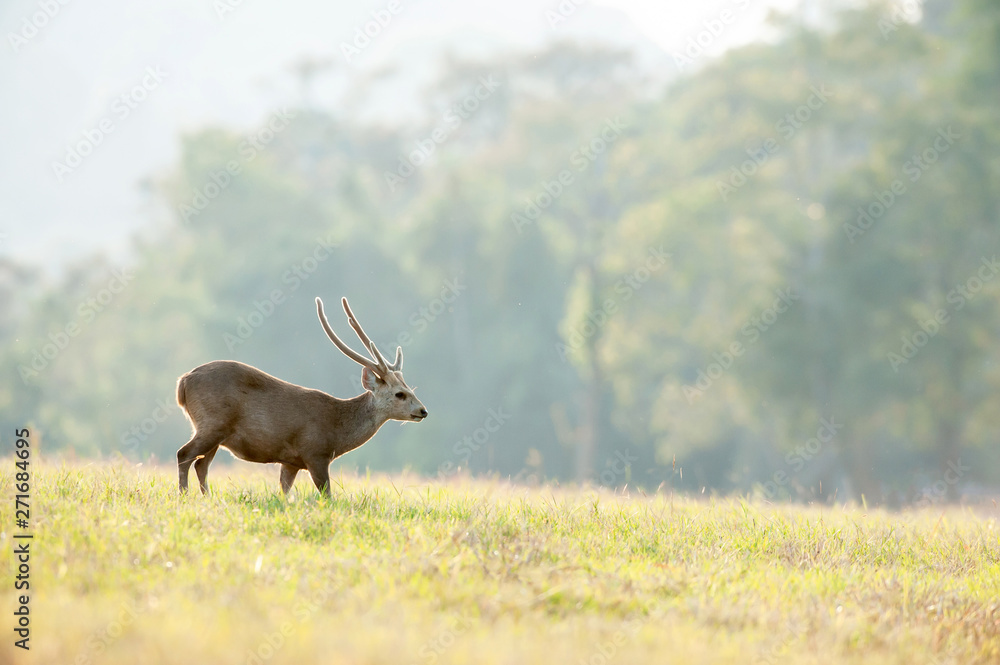 Fototapeta premium A male Hog deer relaxing in the grassland.