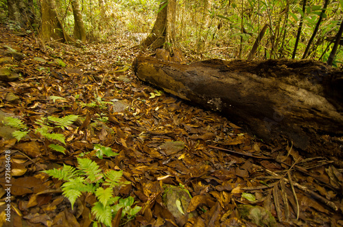 Ancient path to world photo