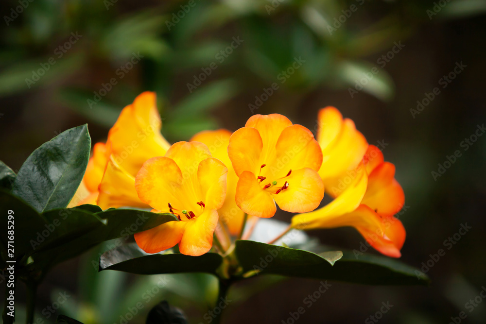 Blooming orange Rhododendron flowers in springtime. Blooming orange Rhododendron flowers in springtime.