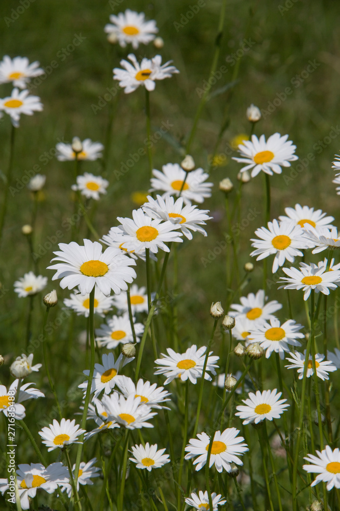 Fototapeta premium Margerite (Leucanthemum vulgare)