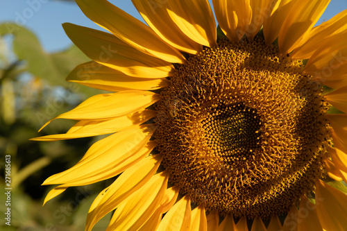 Vibrant sunflower yellow at dusk