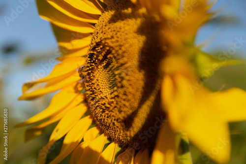 Vibrant sunflower yellow at dusk