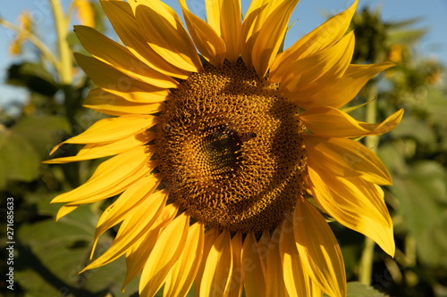 sunflower and its simple yellow color palette