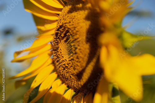 sunflower lit by the sunset