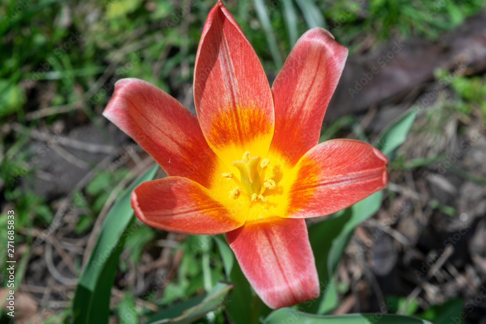 A beautiful red and yellow lily blooms among lush green grass on a warm day in early spring