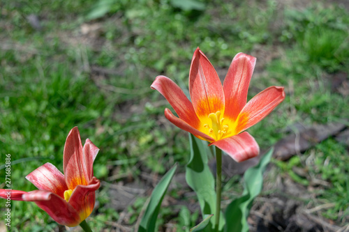 Two beautiful red and yellow lilies bloom among lush green grass, on a warm day in early spring