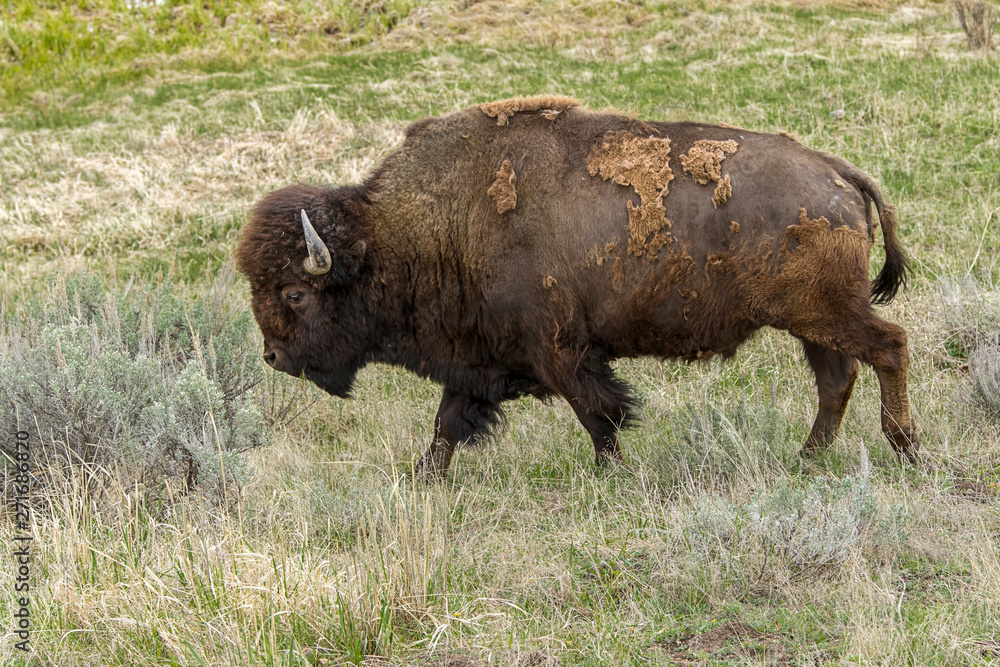 Bison walking in Yellowstone.