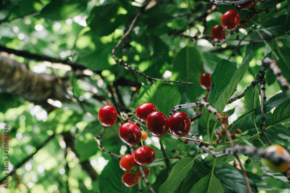 Red sour cherries in the tree. Healthy, organic food, summer fruits