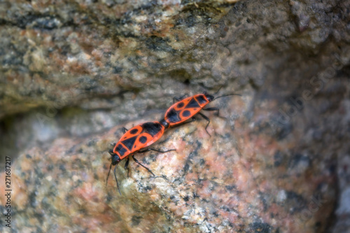Two red fire beetles joined at the moment of mating with black dots on their wings standing on a ridge of pinkish gray grainy granite stone