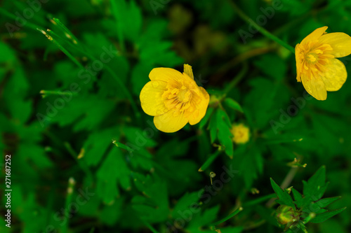 Yellow buttercup flowers. Yellow flowers. Buttercup flowers and green grass.