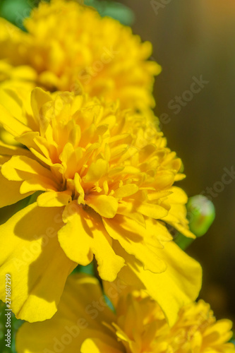 Red yellow French marigold or Tagetes patula flower in summer garden.