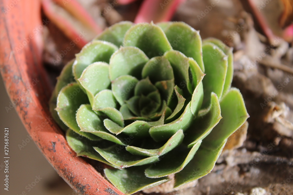 Obraz premium cactus rose