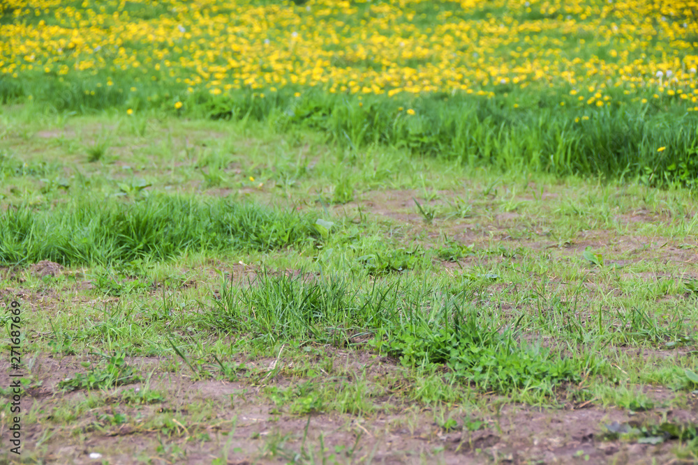 field of yellow dandelions green meadow grass and road field of yellow dandelions green meadow grass and road