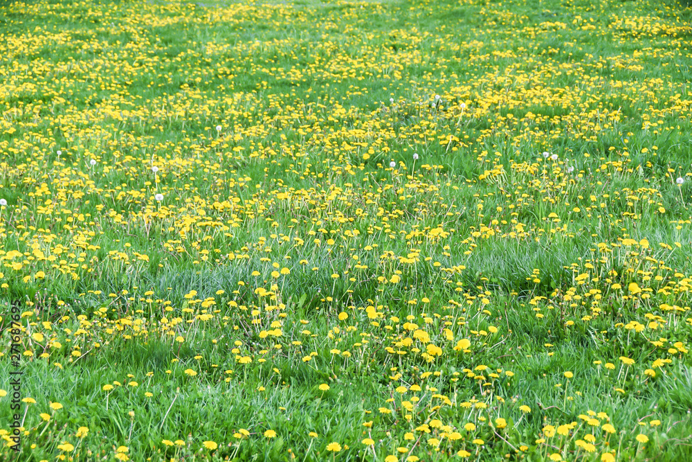 Obraz premium field of yellow dandelions green meadow grass