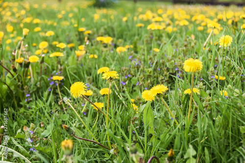 field of yellow dandelions green meadow grass © yalo173