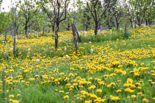 field of yellow dandelions and trees