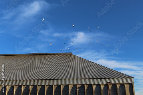 birds in the sky