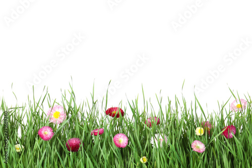 Vibrant green grass with beautiful flowers on white background
