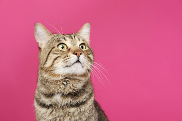 Cute tabby cat on color background, space for text. Friendly pet