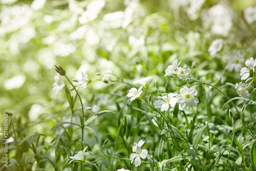 Beautiful white spring flowers in green garden on sunny day. Space for text
