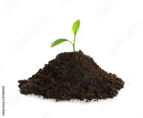 Young plant and pile of fertile soil on white background. Gardening time