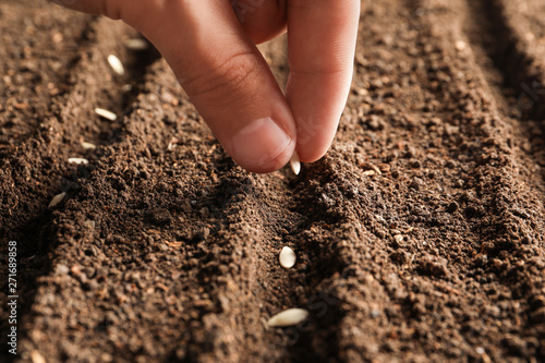 Farmer planting seeds into fertile soil, closeup. Gardening time