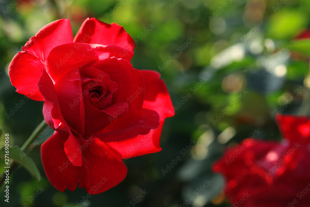 Beautiful blooming rose in garden on sunny day, space for text Beautiful blooming rose in garden on sunny day, space for text