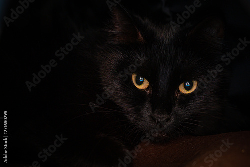 Close up of golden eyes on a black cat curled up on a cozy bed.