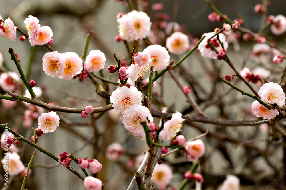Plum blossoms in full bloom in Japan Plum blossoms in full bloom in Japan