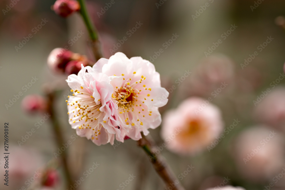 Plum blossoms in full bloom in Japan Plum blossoms in full bloom in Japan