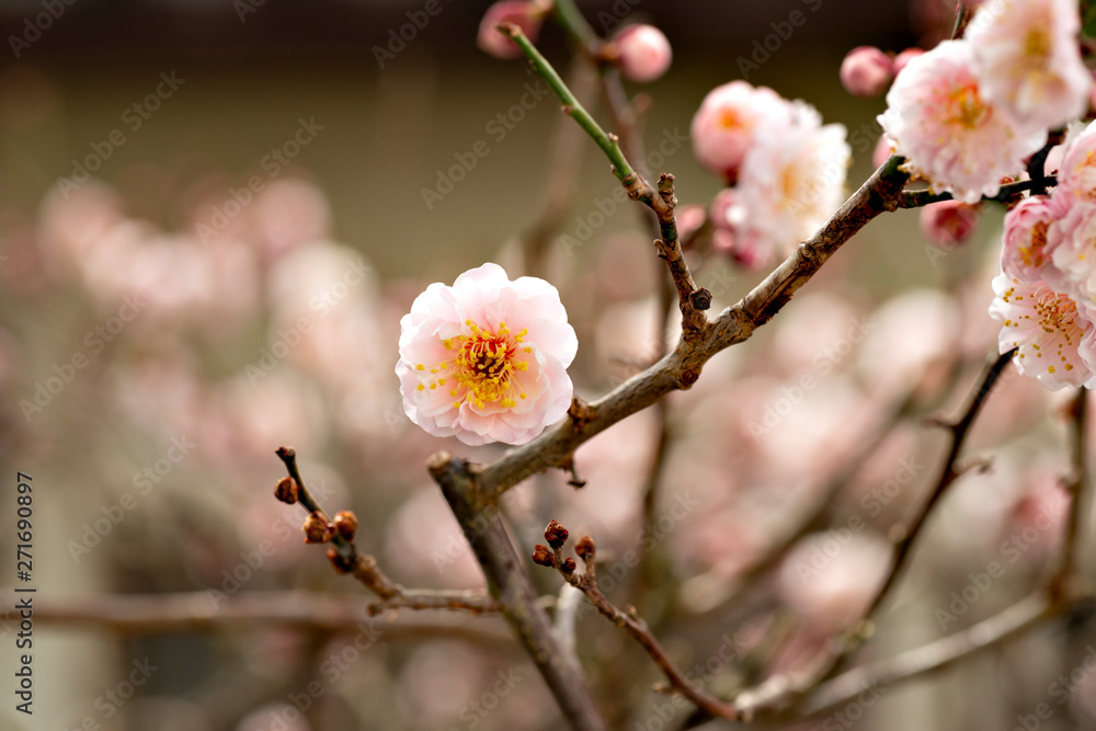 Plum blossoms in full bloom in Japan Plum blossoms in full bloom in Japan