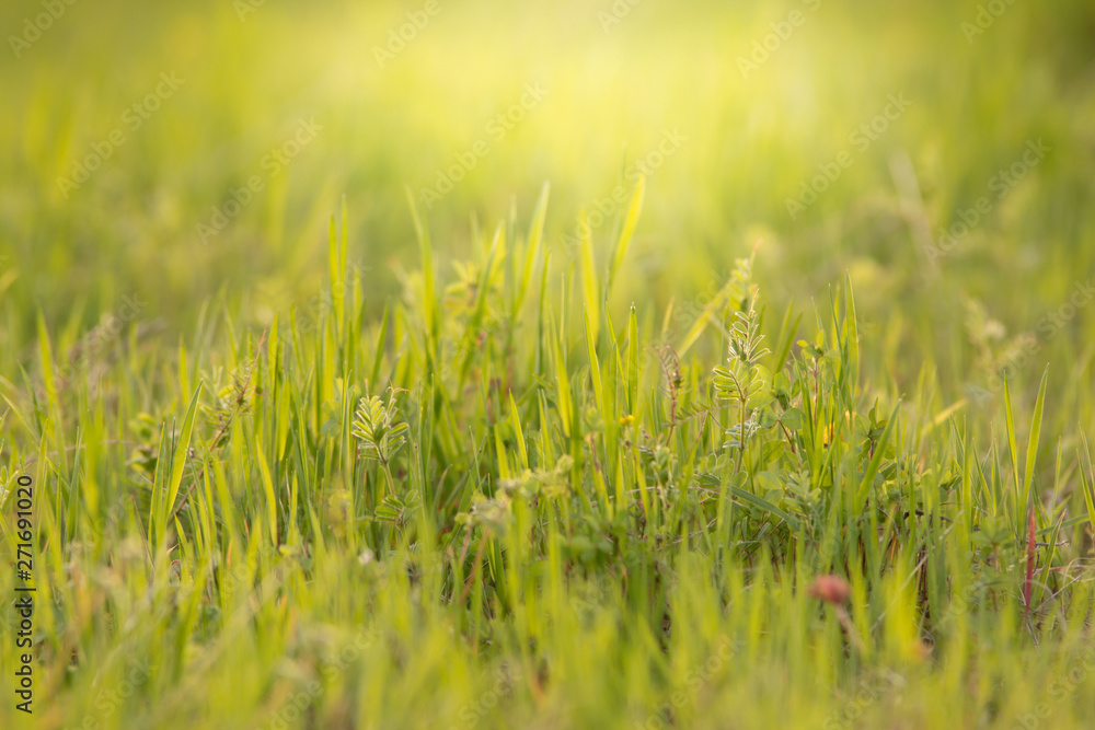 field of grass sunlit