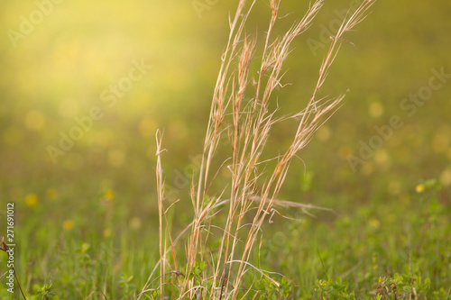 wheat blurred background copy space