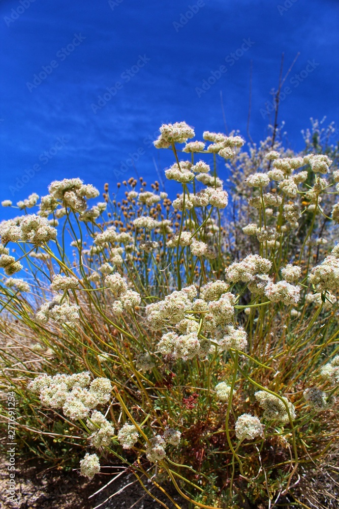 Fototapeta premium ERIOGONUM FASCICULATUM - EAST MOJAVE BUCKWHEAT - 052219, protect the native plants of our southern mojave desert, they can be observed here in the fringes of 29 Palms. 
