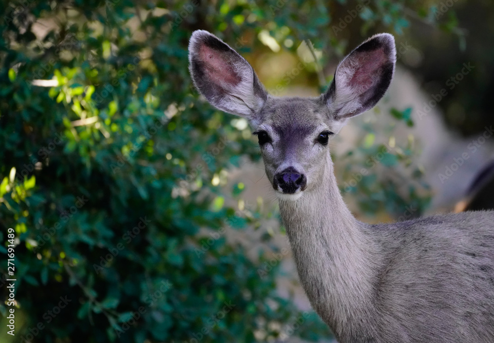 Close Up of a Mule Doe Looking at the Camera in a Forested Area Close Up of a Mule Doe Looking at the Camera in a Forested Area