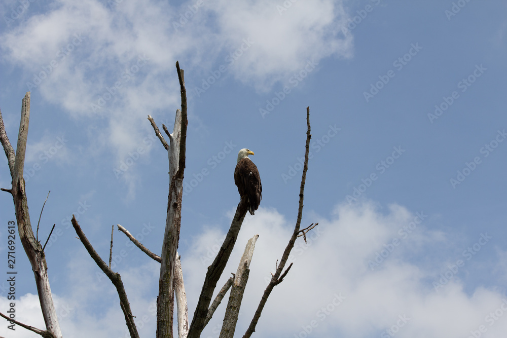 Eagle perched in a barren tree looking back at blue sky and clouds Eagle perched in a barren tree looking back at blue sky and clouds