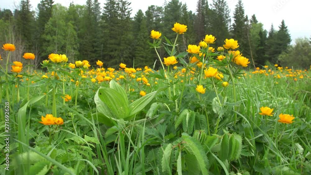 Meadow with green fresh grass and beautiful bright orange flowers next to the forest in the summer Meadow with green fresh grass and beautiful bright orange flowers next to the forest in the summer