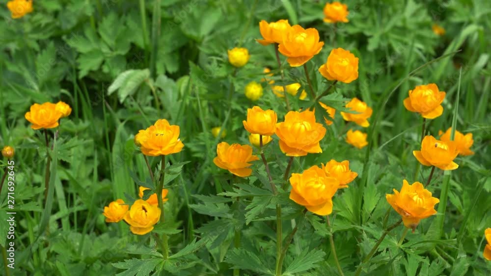 Closeup of beautiful bright orange flowers on a meadow with green fresh grass in the summer Closeup of beautiful bright orange flowers on a meadow with green fresh grass in the summer
