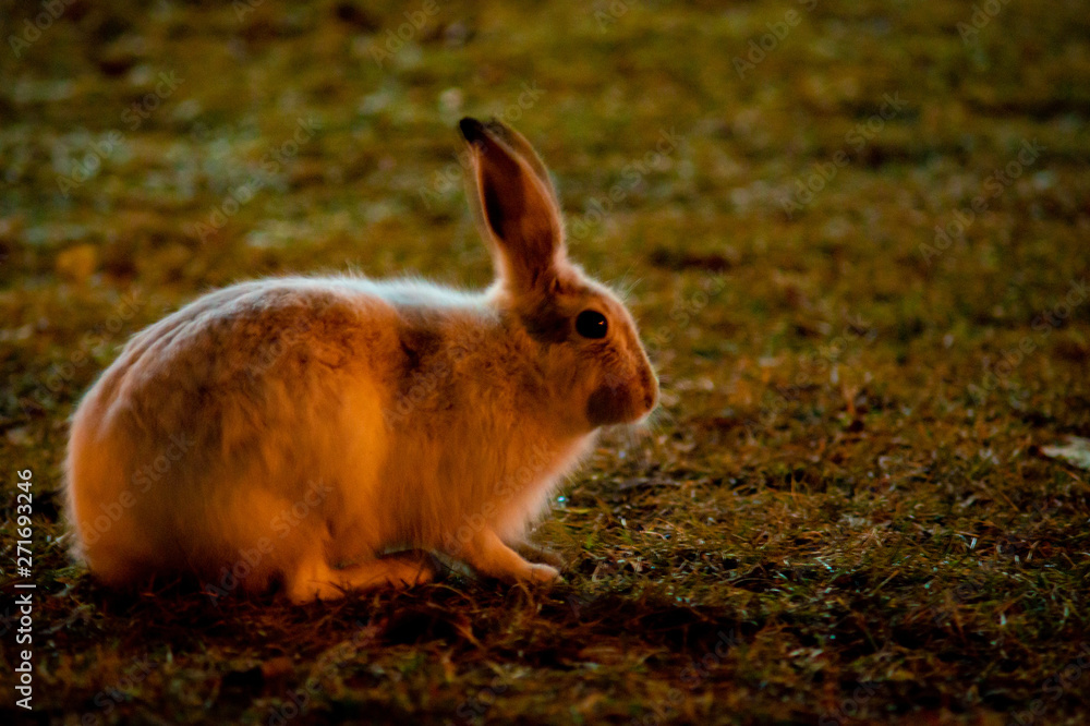 Rabbits in the city Rabbits in the city
