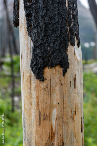 Burned Bark and Raw Wood Tree Trunk