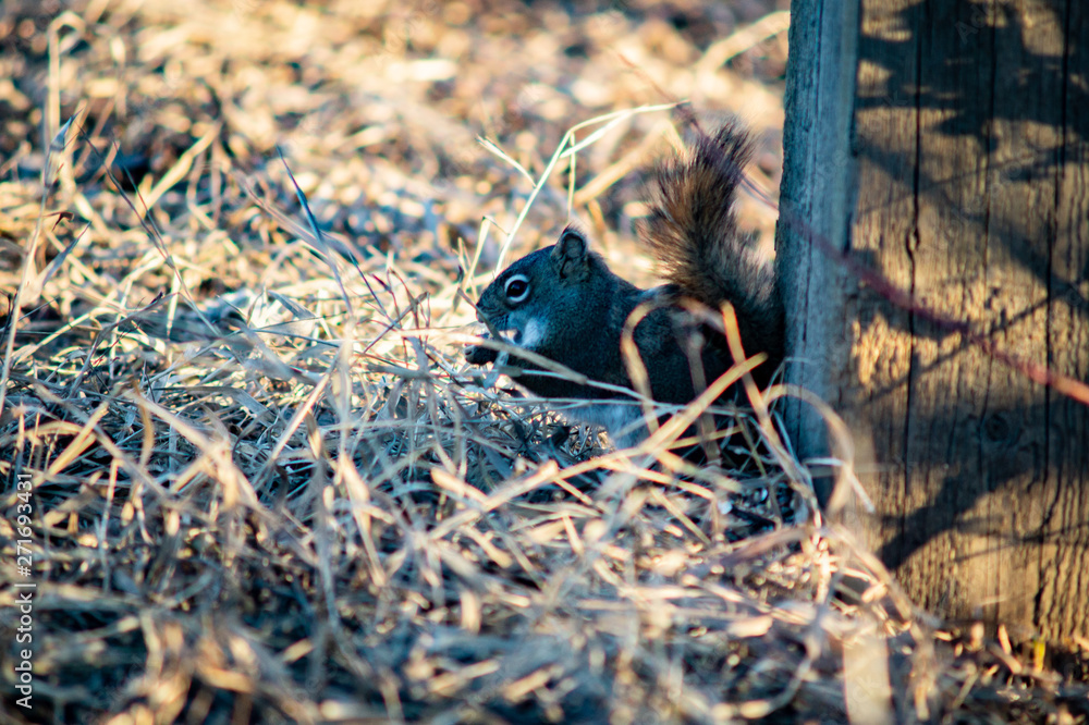 Obraz premium Friendly squirrel