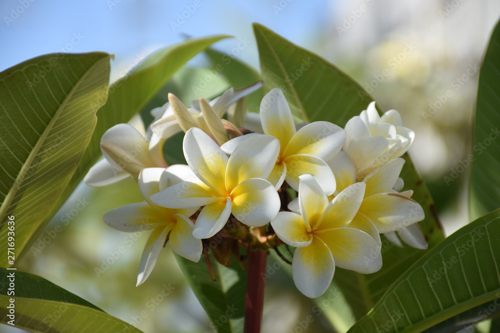 Obraz premium beautiful white flowers with yellow