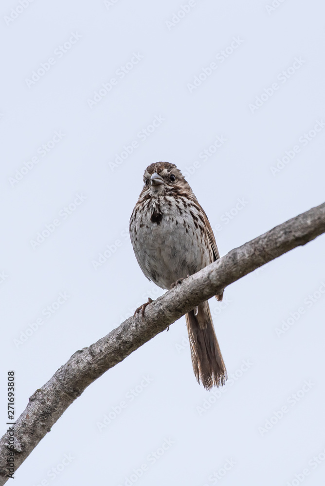 Alert Baird Sparrow perches on the highest branch of the tree for safety. Alert Baird Sparrow perches on the highest branch of the tree for safety.