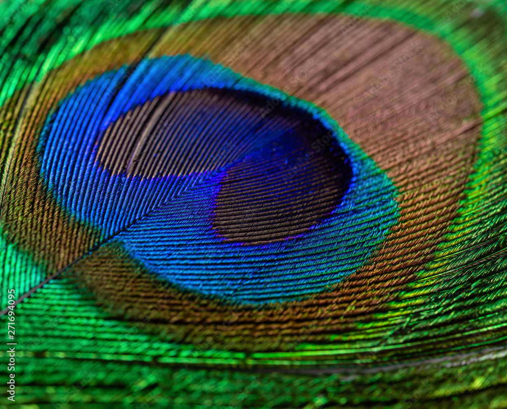 Fototapeta premium colorful feathered tail of a male peacock close up