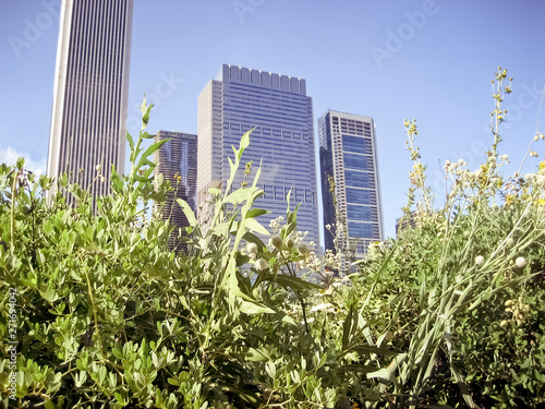 City Buildings with Tall Wild Grass and Flowers